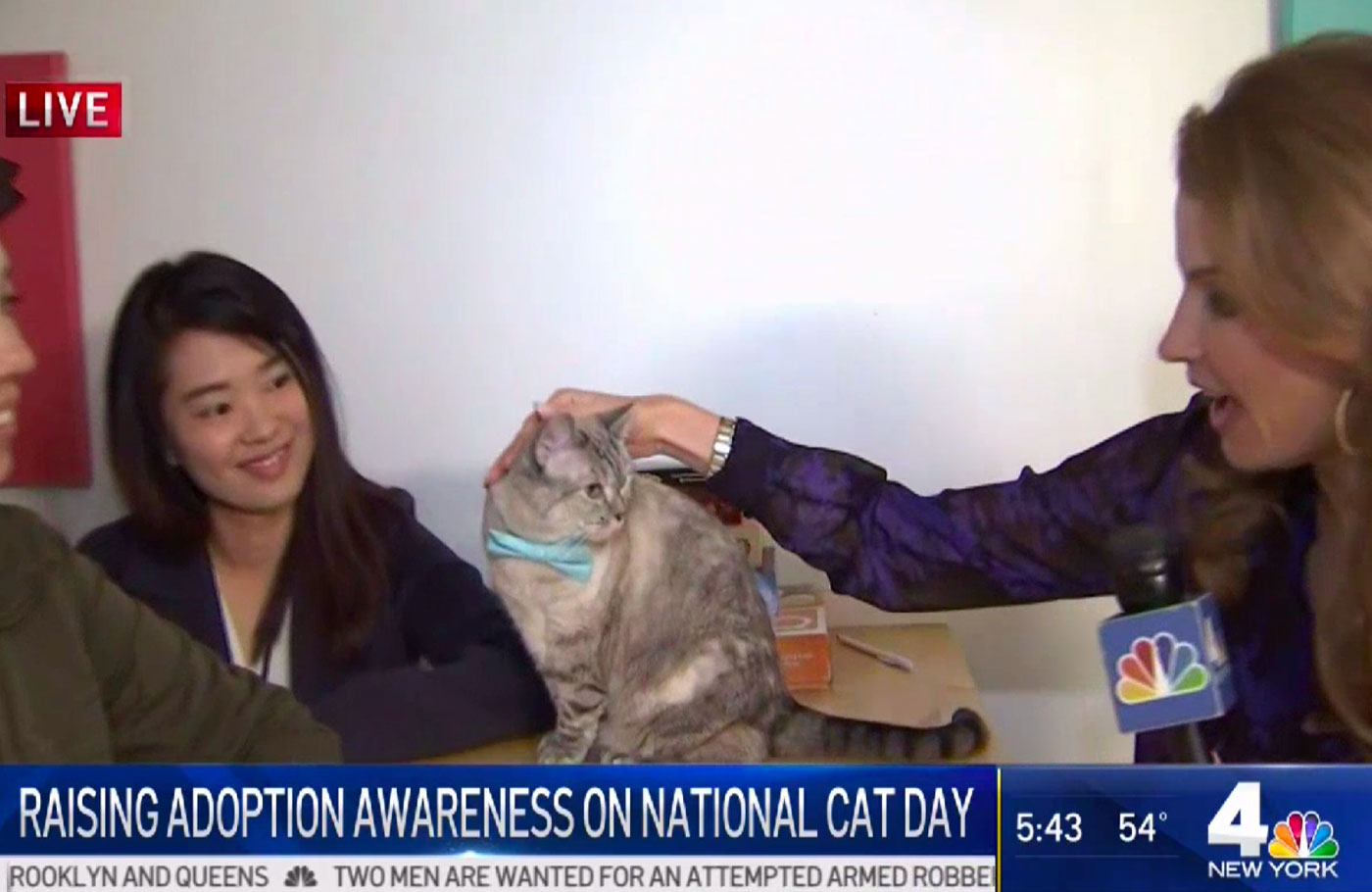 Talking Adoption With Insta-Famous Nala Cat’s Owners on National Cat Day