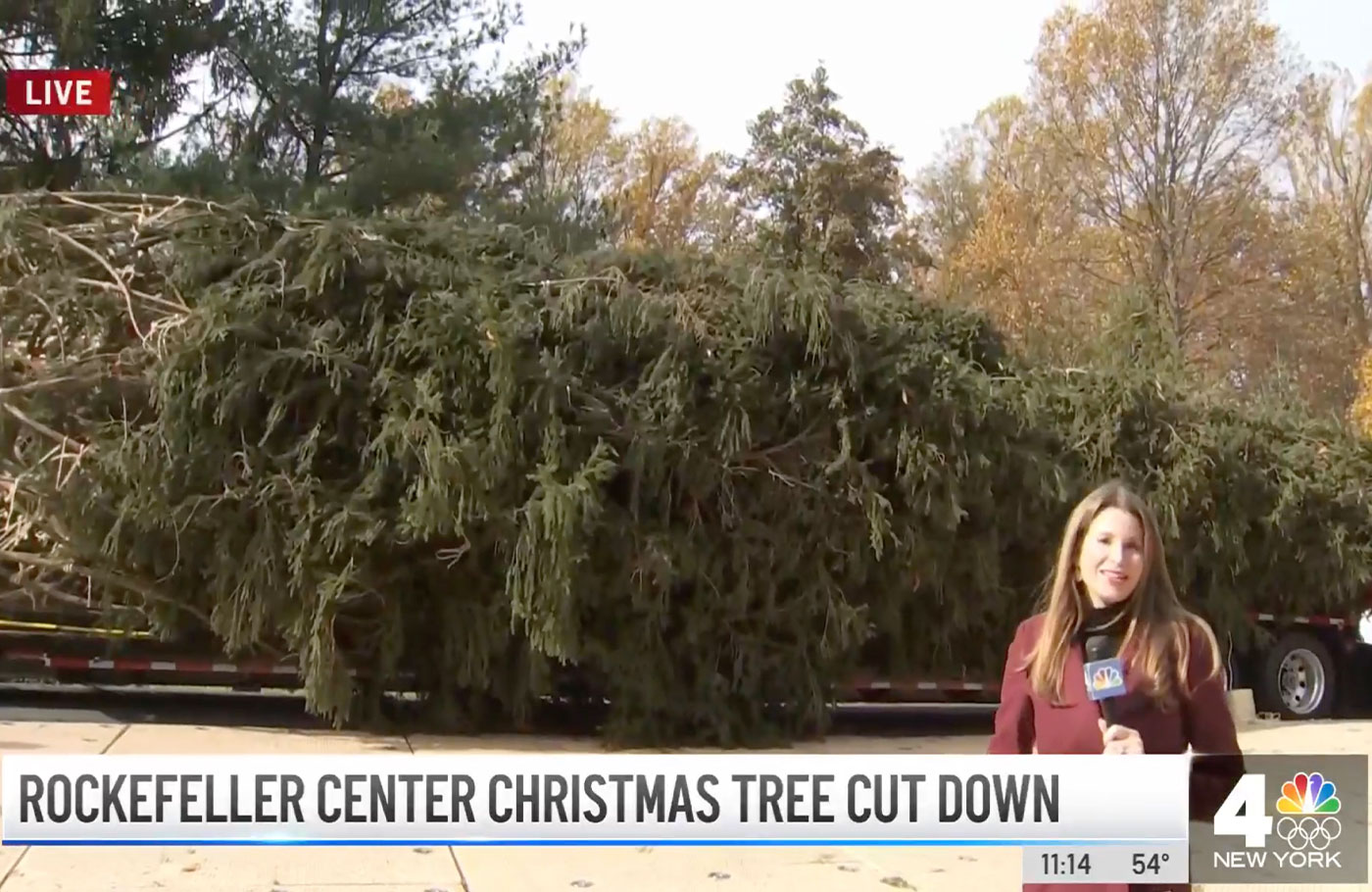 First They Said ‘No Way’ — Now Rock Center Tree Donated by Md. Family Heads for NYC